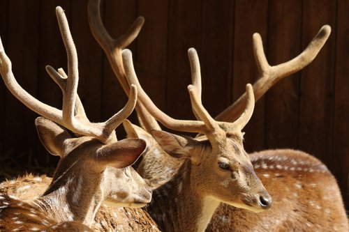 animals  deer  antlers