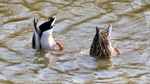 animals  ducks  pair of ducks