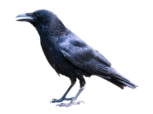 animals  bird  raven