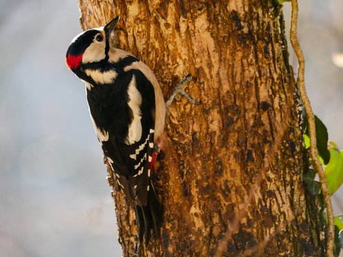 animals  bird  woodpecker