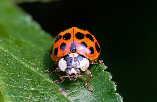 animals  beetle  chafer