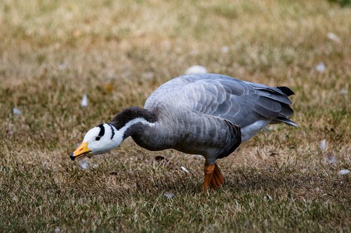 animals  bird  goose