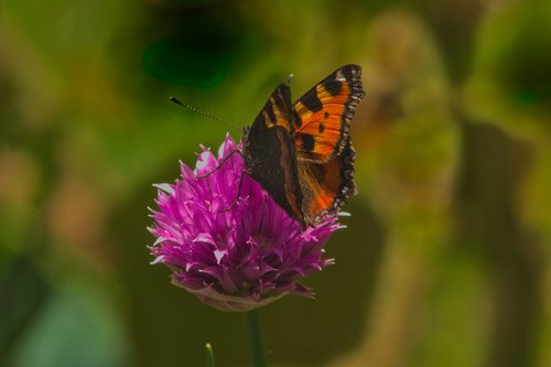 animals  butterfly  nature