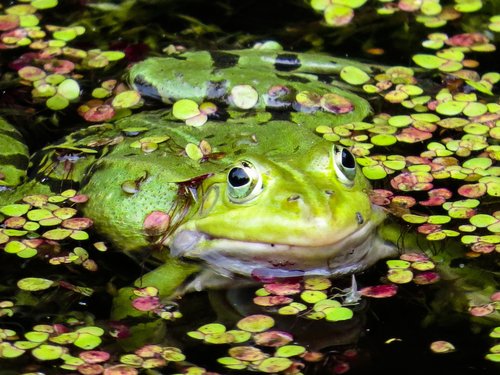 animals  frog  frog pond