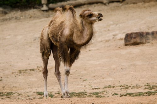 animals  camel  young camel