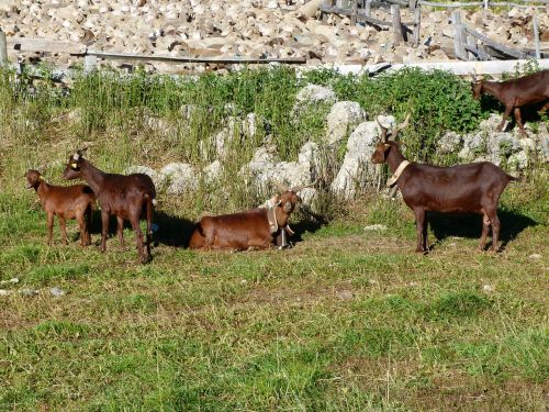 animals goats sheep