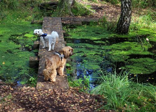 animals dog web