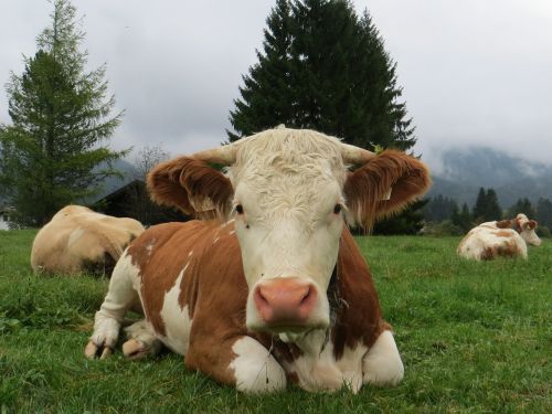 animals cow pasture