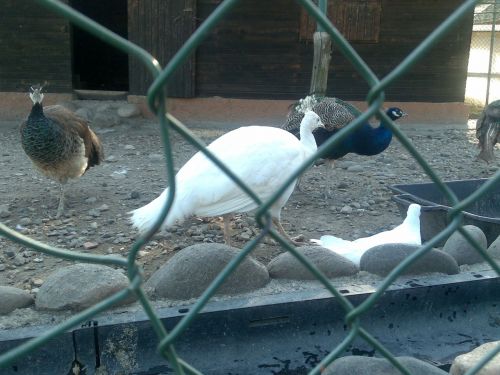 White Peacock