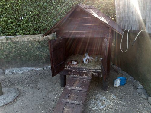 Guinea Pigs