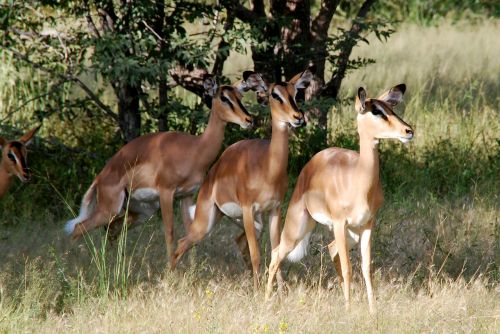 animals impala africa