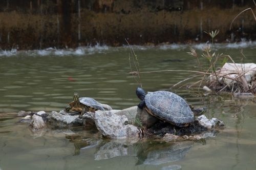 animals turtles turtle pond