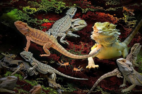 animals lizards agamas