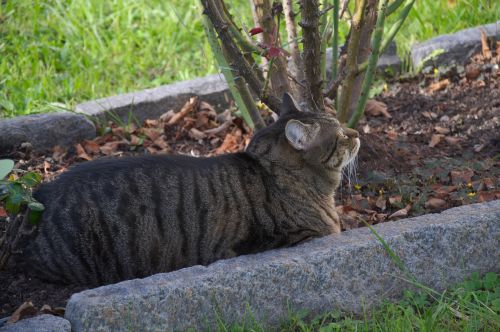 animals cat mackerel