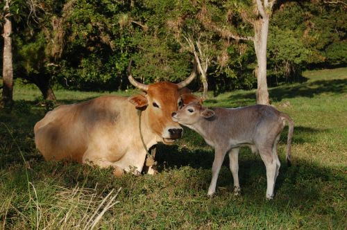 animals veal cows