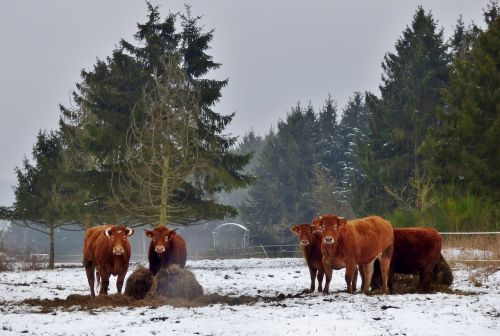 animals cows snow landscape