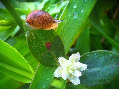 animals flowers dew