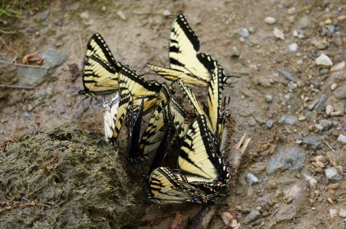 animals insects butterflies