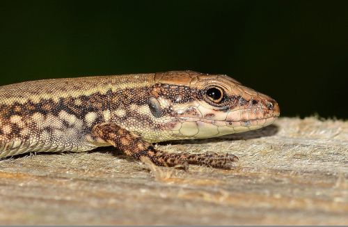 animals reptiles lizard