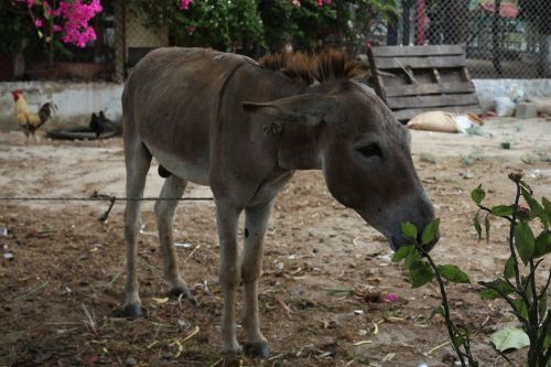 animals donkey poverty
