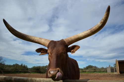 animals zoo head