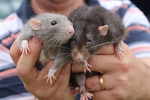 animals rats cute