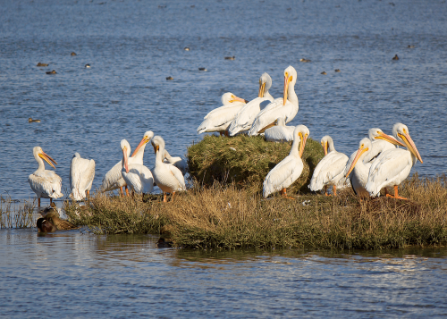 animals birds pelicans