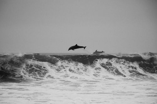 animals mammals dolphins