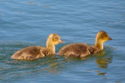 animals waterfowl ducks