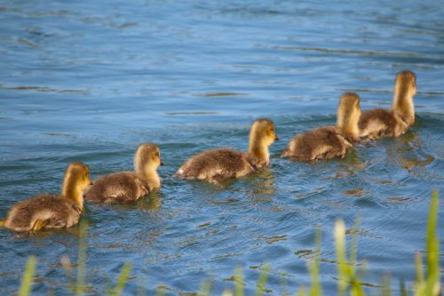 animals waterfowl ducks