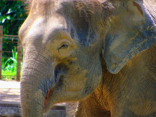 animals elephant snout