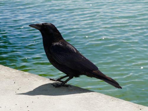 animals bird raven