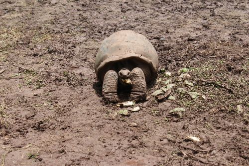 animals turtle reptile