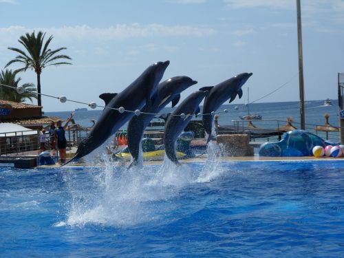 animals water dolphin
