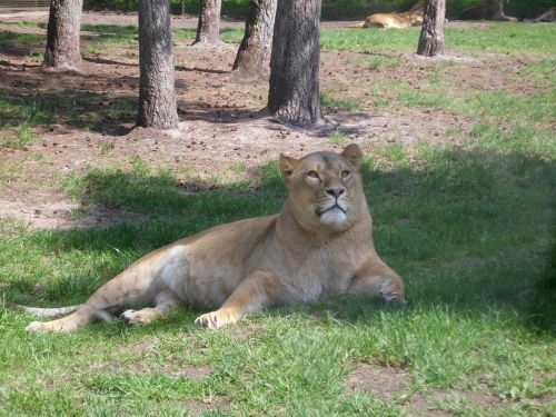 animals serengeti cat