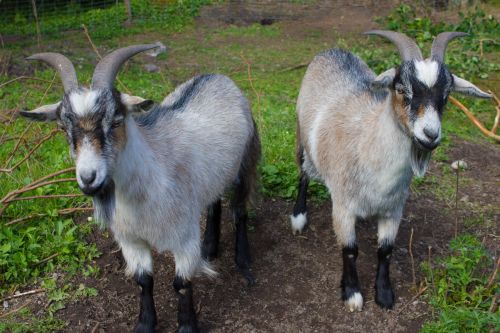 animals goats swedish