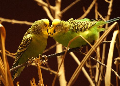 animals bird budgie