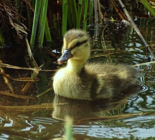 animals ducks water