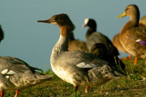 animals waterfowl sägegenser