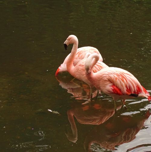animals flamingos pink