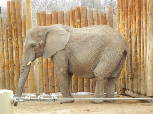 animals elephant zoo