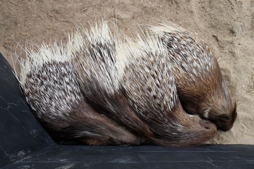 animals porcupine