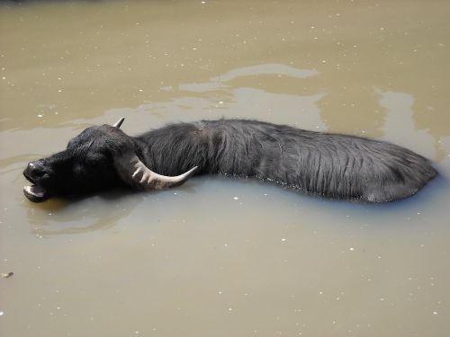 wateros animals water