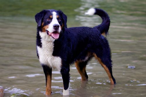animals dog bernese mountain dog