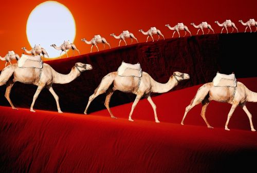 animals camels dromedary