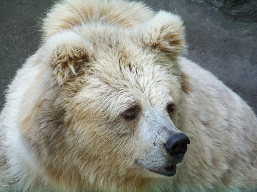 animals zoo bear