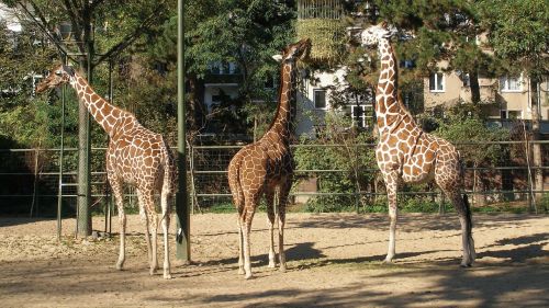 animals giraffes nature