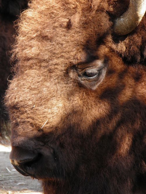 animals bison prague zoo