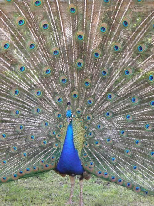 peacock animals bird