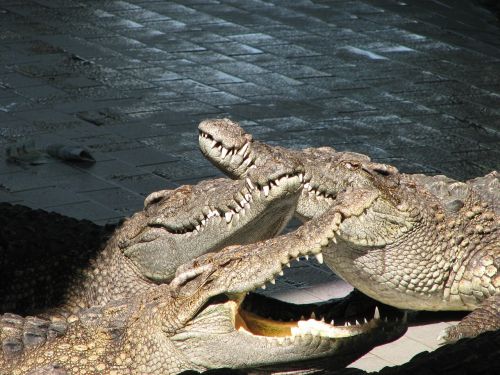 animal nature crocodile